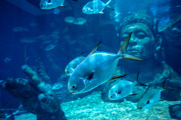 Fototapeta na wymiar Under the sea in Thailand