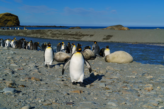 キングペンギンとミナミゾウアザラシのコロニー サウスジョージア島 Stock Photo Adobe Stock