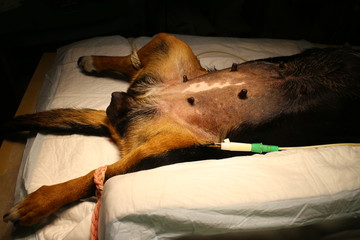 Bitch with pyometra in anesthesia on operating table