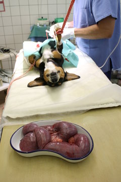 Bitch with pyometra in anesthesia on operating table