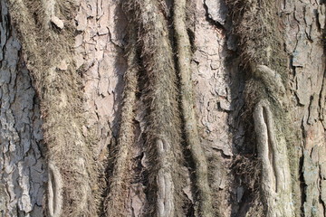 Cortex of tree in castle garden by Budatin castle, Žilina region, Slovakia