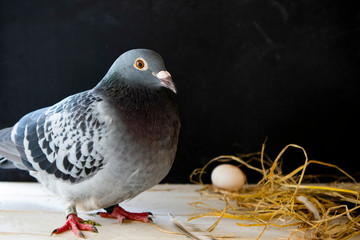 pigeon laying egg in home loft