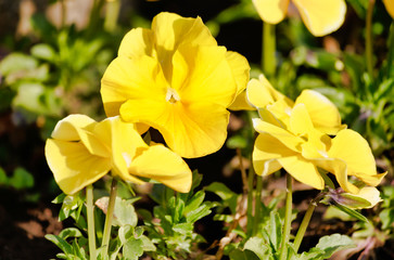 Yellow Pansy in the garden