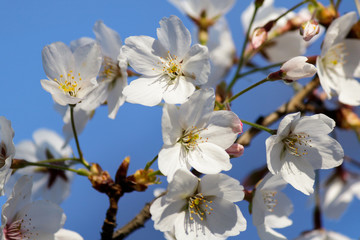 Blooming Tree in Spring. Blooming Buds and Flowers on a Tree Branch.
