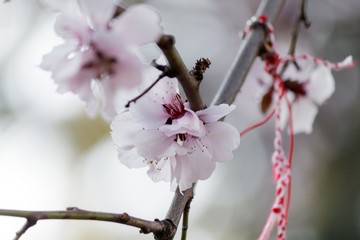 Blooming Tree in Spring. Blooming Buds and Flowers on a Tree Branch.