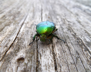 Flower Chafer, rose chafer, leaf beetle Chrysolina graminis. Shiny, emerald green metallic large beetle sitting on old wooden desk. Close-up of tansy beetle.