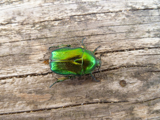 Flower Chafer, rose chafer, leaf beetle Chrysolina graminis. Shiny, emerald green metallic large beetle sitting on old wooden desk. Close-up of tansy beetle.