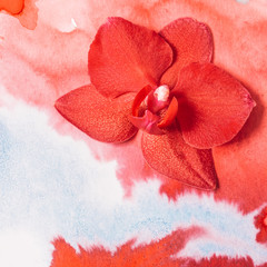 Beautiful orchid flower on abstract watercolour background. Top view.