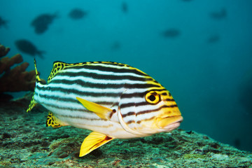 Blackspotted Sweetlips