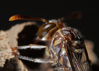 Macro Photo of Paper Wasp is Building a Nest on The Nylon Rope, Selective Focus
