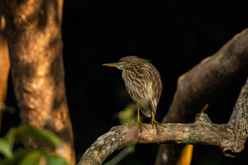 indian pond heron