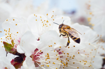 The bee collects honey in spring from the fruit tree