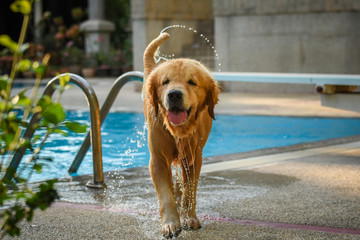 Golden Retriever (Dog) Shaking Water by Swimming pool