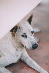 Poor skinny homeless dog