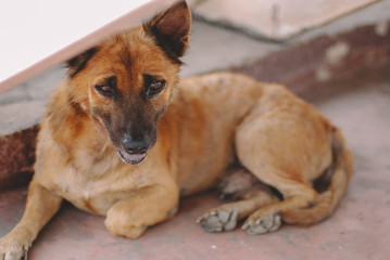 Poor skinny homeless dog