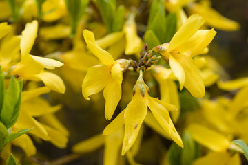 Forsythia - yellow flowers on the bush.