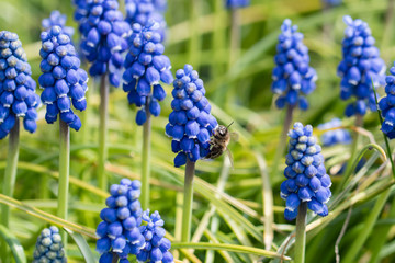 Muscari - blue grape flowers on a green stem in nature and a bee pollinating a flower.