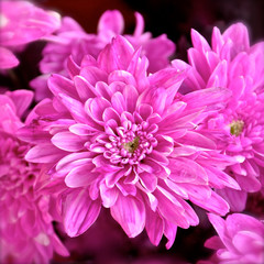 Pink flower blossom