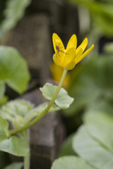 Lurking little spider on yellow flower.
