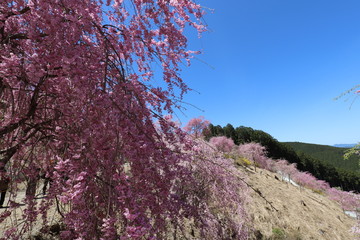 天空の庭園　高見の郷
