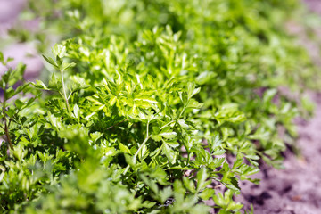 spring and parsley in the garden