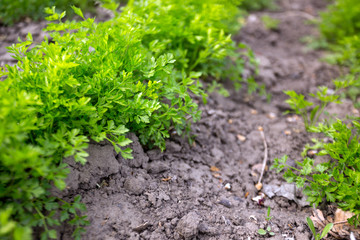 spring and parsley in the garden