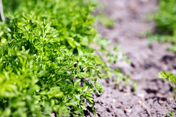spring and parsley in the garden