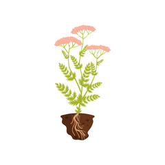 Tall plant with pink inflorescence. Vector illustration.