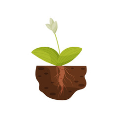 Silvery flower with large leaves. Vector illustration.