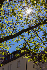 fresh green tree sunbeam at city facades in springtime