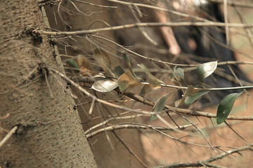 close up. olive branch on the trunk of a coniferous tree