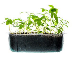 seedling in plastic box