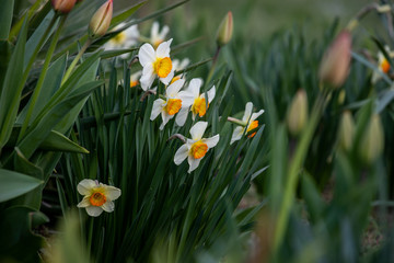 Fototapeta premium flowers in the garden