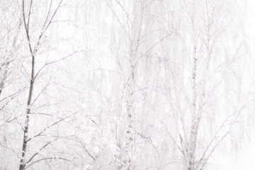 brown bare tree trunk with lots of curly beautiful long branches covered with frost