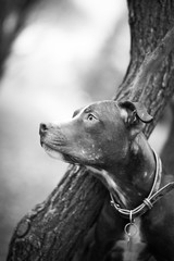 Dog of breed a pit bull terrier in black-and-white tones