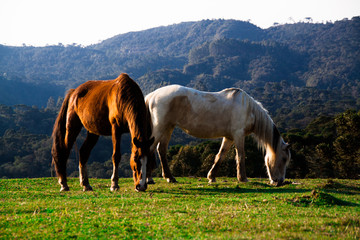 horses on a meadow