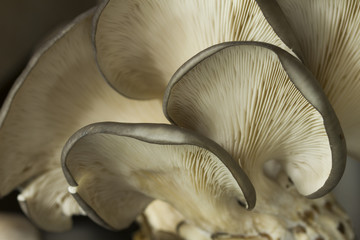 oyster mushrooms reverse side of cap 