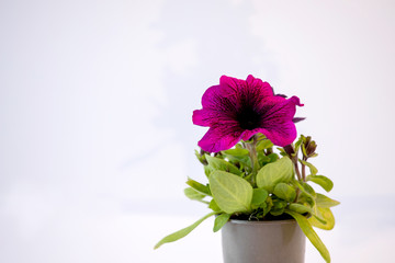 flowers in the pot