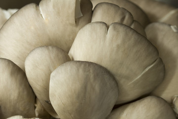 Oyster mushroom or Pleurotus ostreatus as easily cultivated mushroom