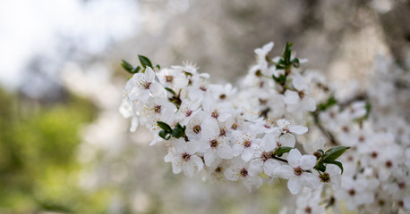 white flowers of a tree
