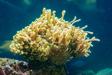 euthyllia in nature