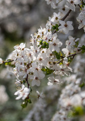white flowers of a tree