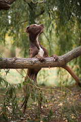 The brown dog of breed a pit bull terrier costs on hinder legs, having put lobbies on a tree