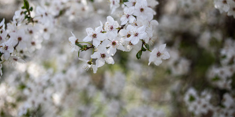 white flowers of a tree