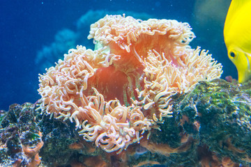 Macrodactyla doreensis