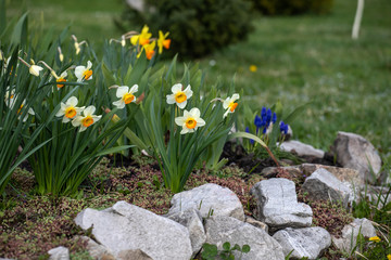 flowers in the garden