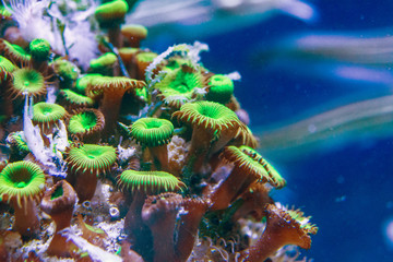 Dragon Eyes Zoa coral (Zoanthids sp.)