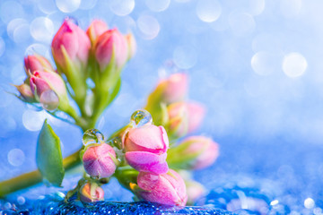 Small pink buds in the form of a bouquet on a silver-blue background with a beautiful bokeh. Very bright photo in warm colors. Copy space.