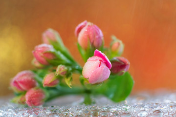 Small pink buds in the form of a bouquet on a reddish background. Light picture in warm colors.