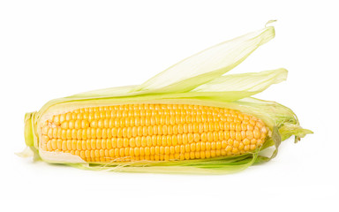 fresh raw corn cob isolated on white background